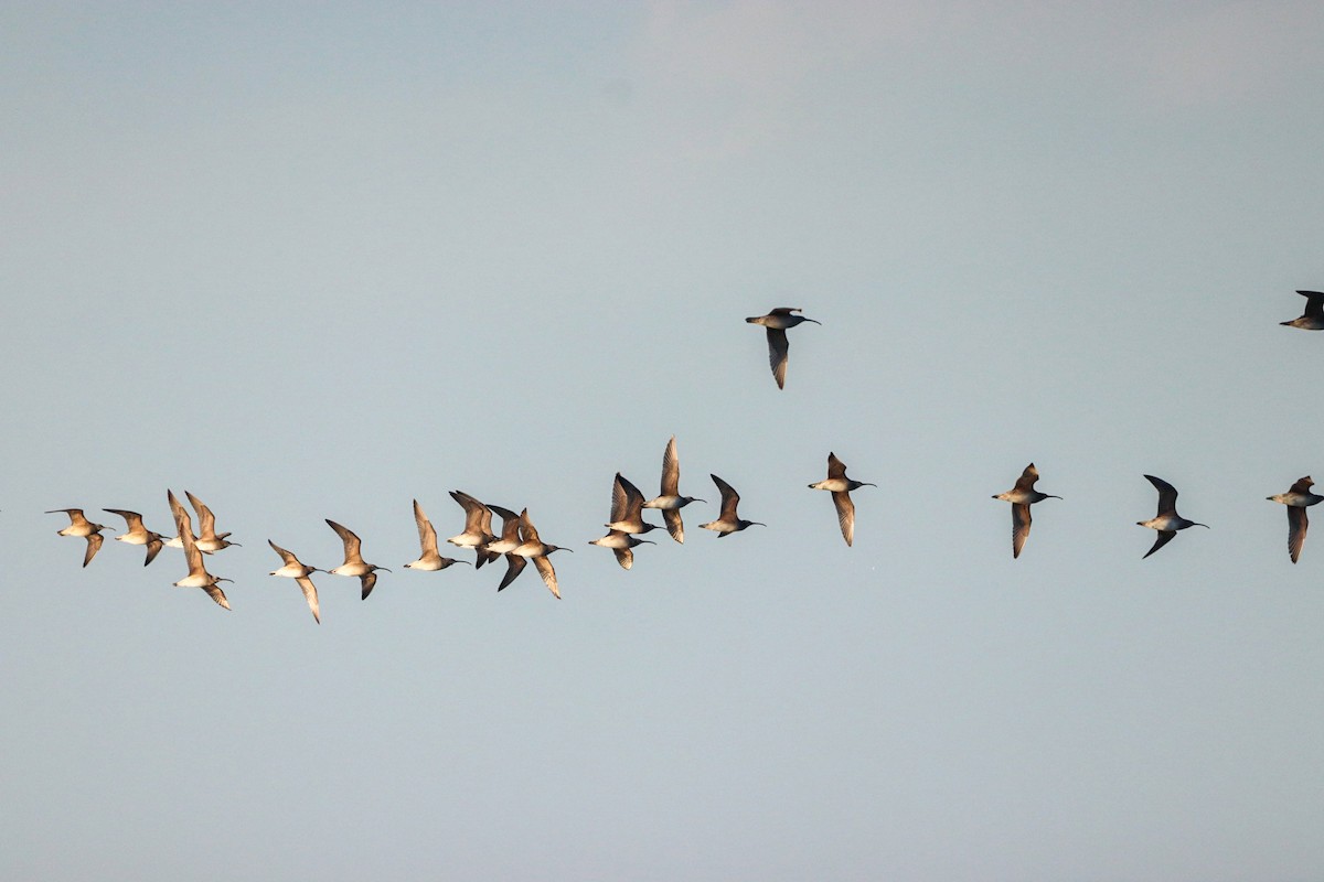 Whimbrel - David Trochanowski