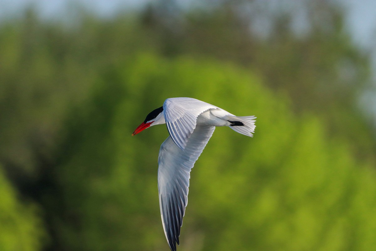 Caspian Tern - David Trochanowski