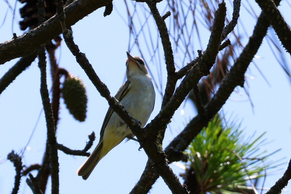 Black-whiskered Vireo - Audrey Whitlock