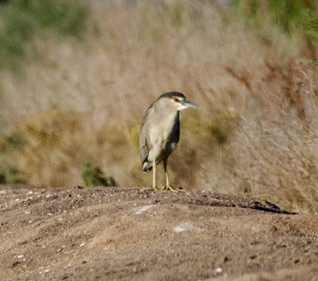 Black-crowned Night Heron - Tim DeJonghe