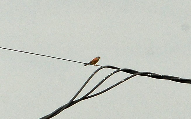 Lesser Kestrel - Bill Telfair