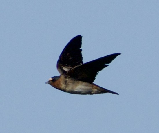 Cliff Swallow - Tim DeJonghe