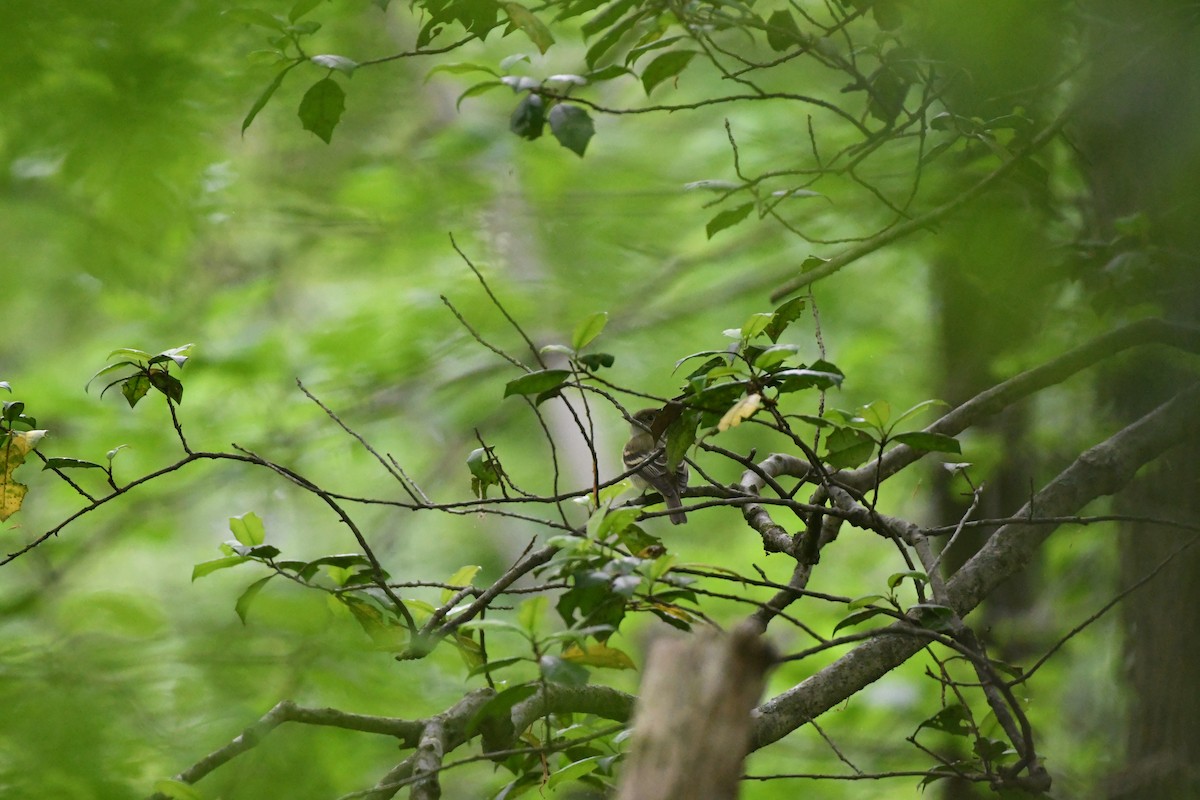 Acadian Flycatcher - Larisa Prezioso