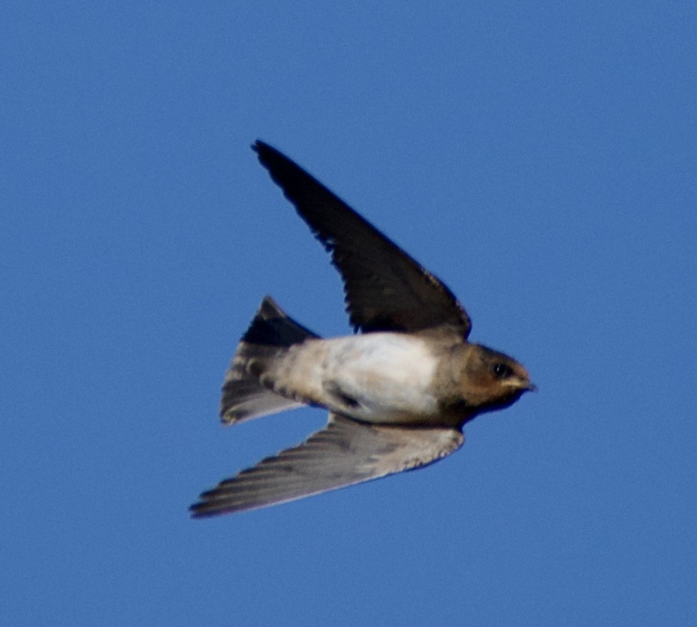 Cliff Swallow - Tim DeJonghe