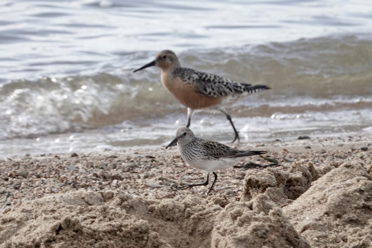 Red Knot - Dave Williams