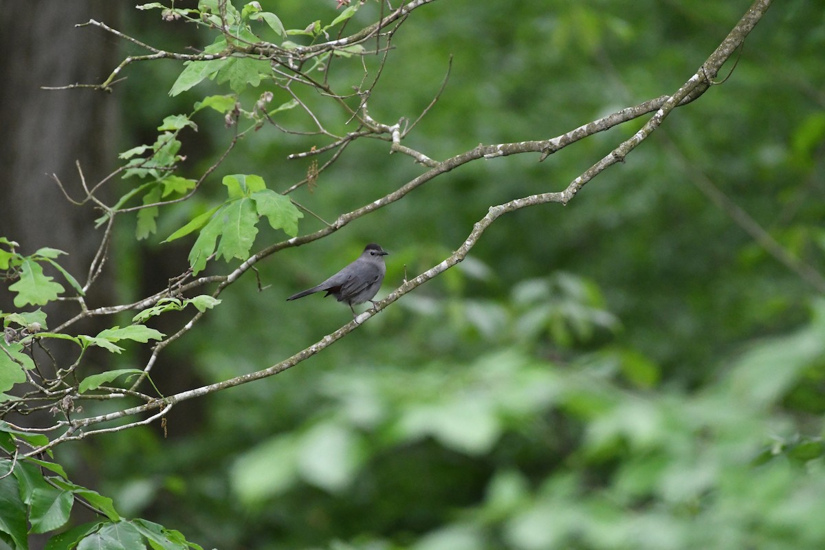 Gray Catbird - Larisa Prezioso