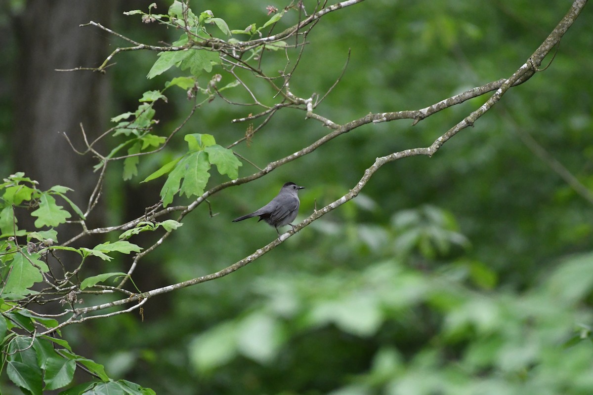 Gray Catbird - Larisa Prezioso