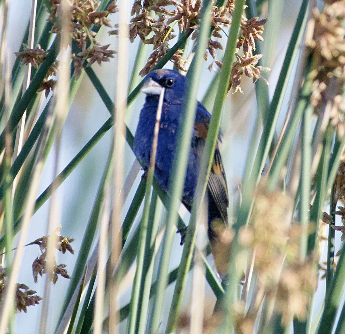 Blue Grosbeak - Tim DeJonghe