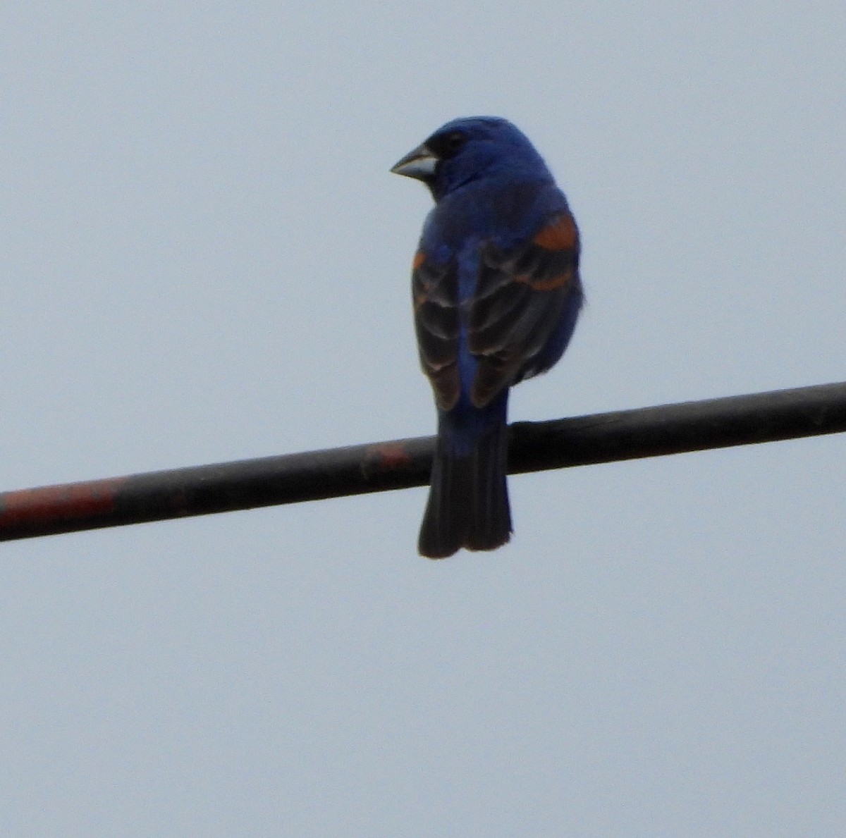 Blue Grosbeak - Shirley Andrews