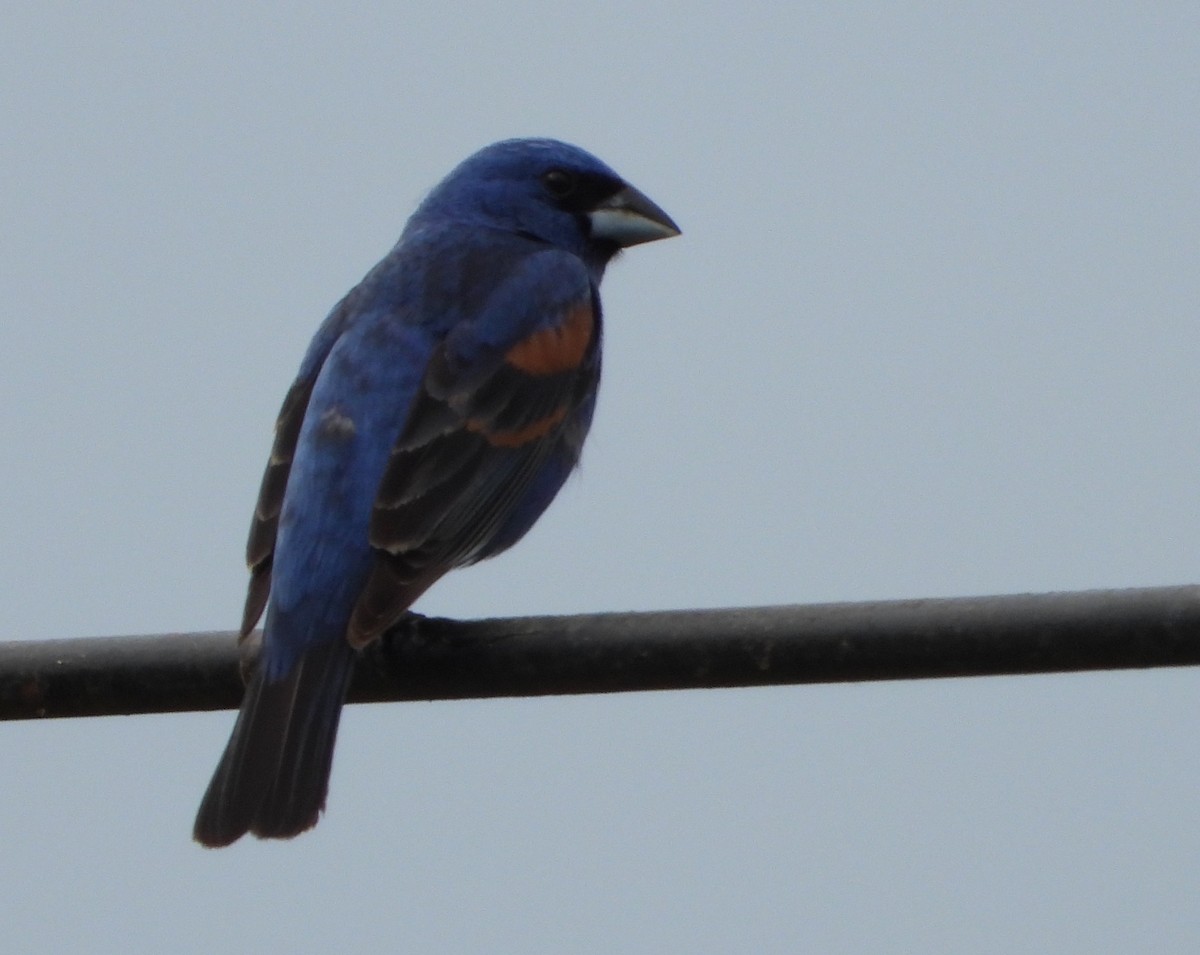 Blue Grosbeak - Shirley Andrews