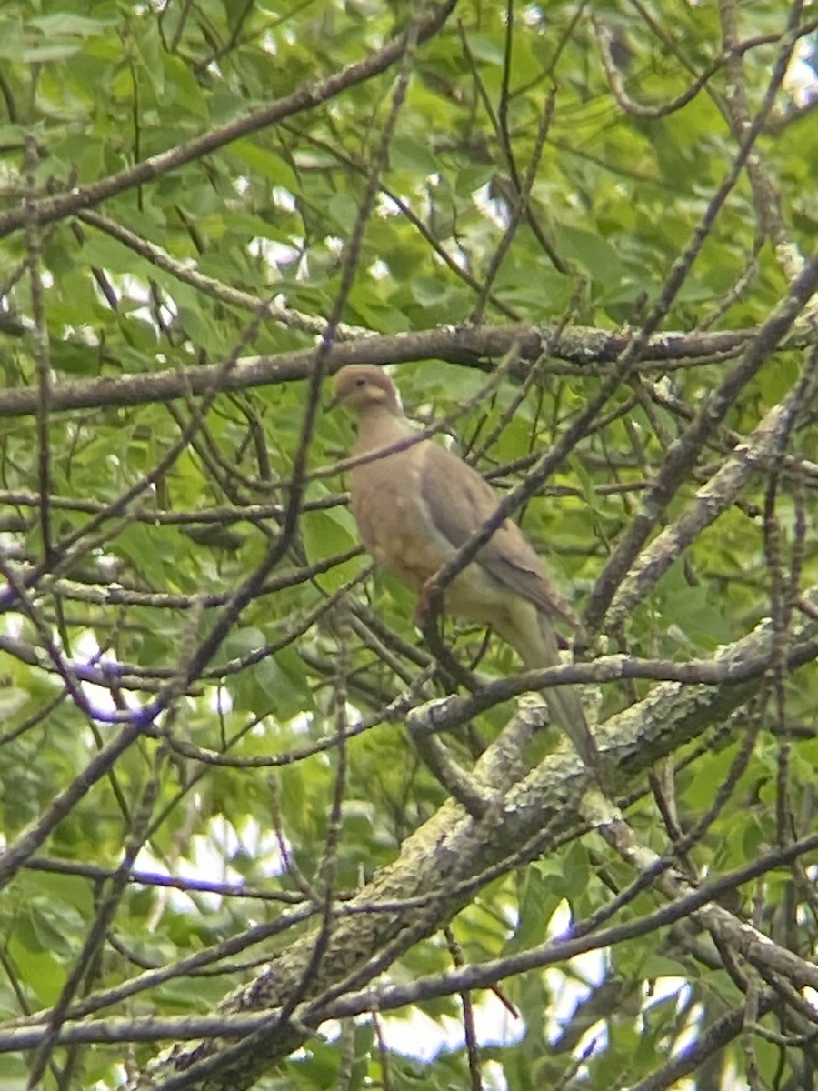 Mourning Dove - ML619497563