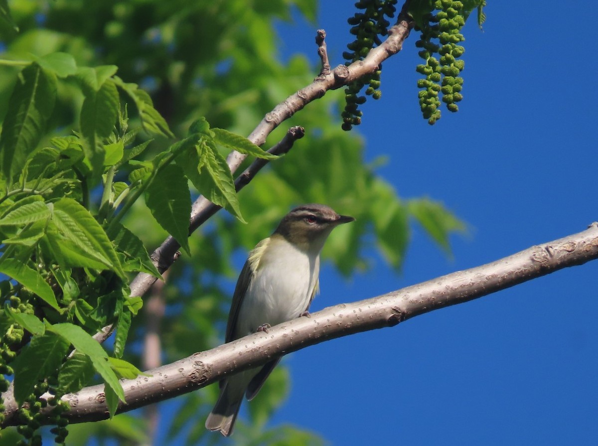 Red-eyed Vireo - Michal Bardecki