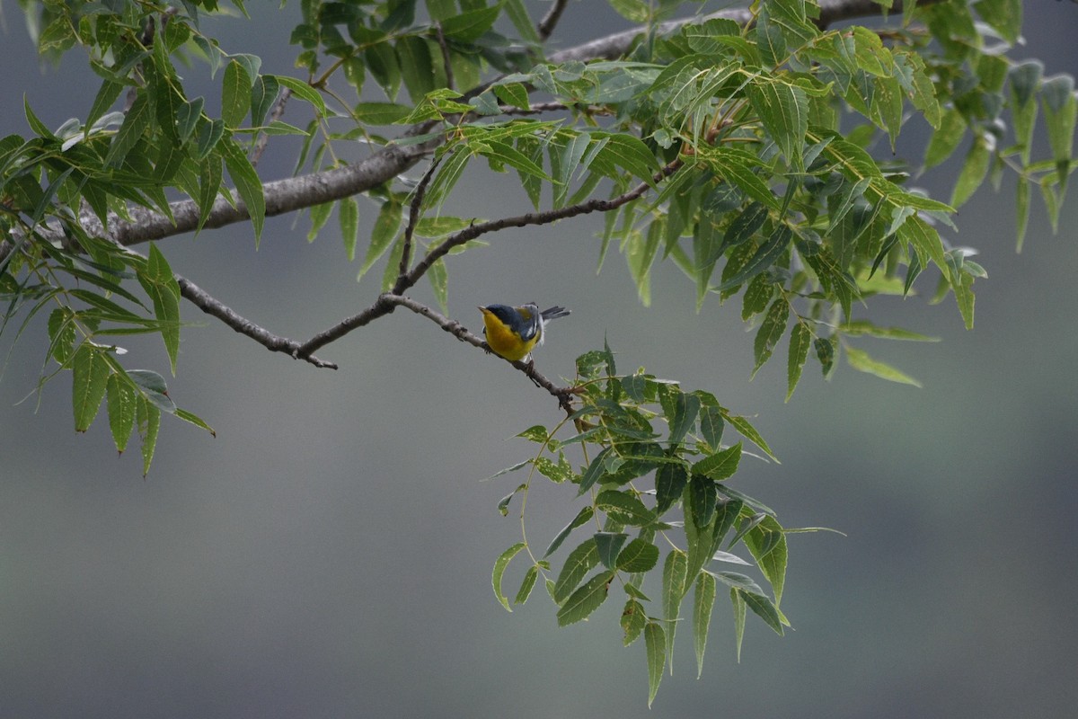 Tropical Parula - Daniel Conner