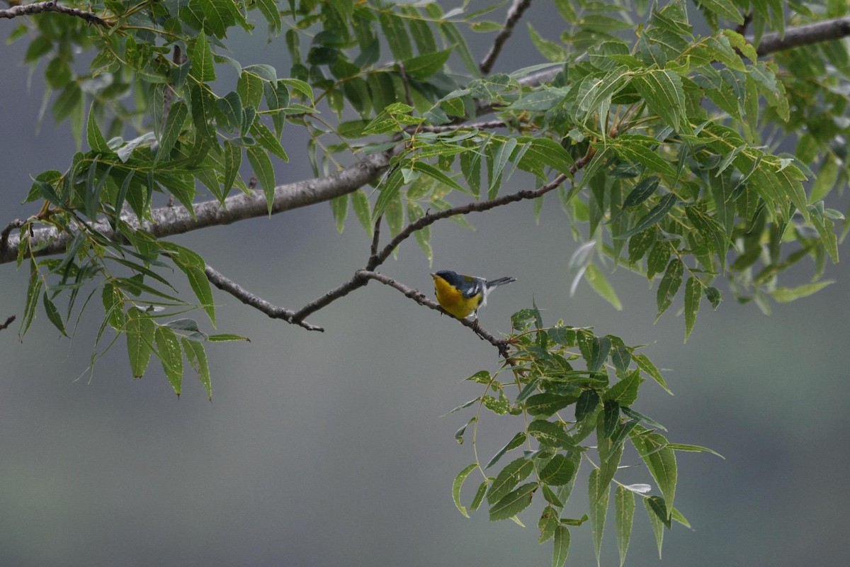 Tropical Parula - Daniel Conner