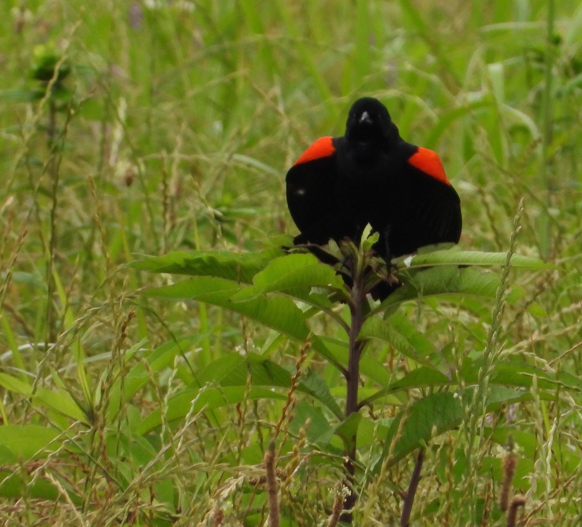 Red-winged Blackbird - Shirley Andrews