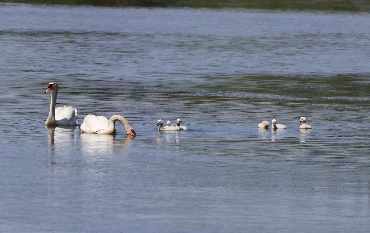 Cygne tuberculé - ML619497575