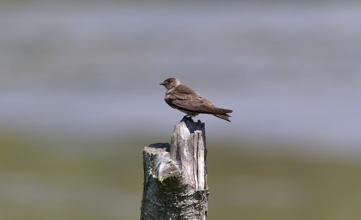 Northern Rough-winged Swallow - Anne Bielamowicz