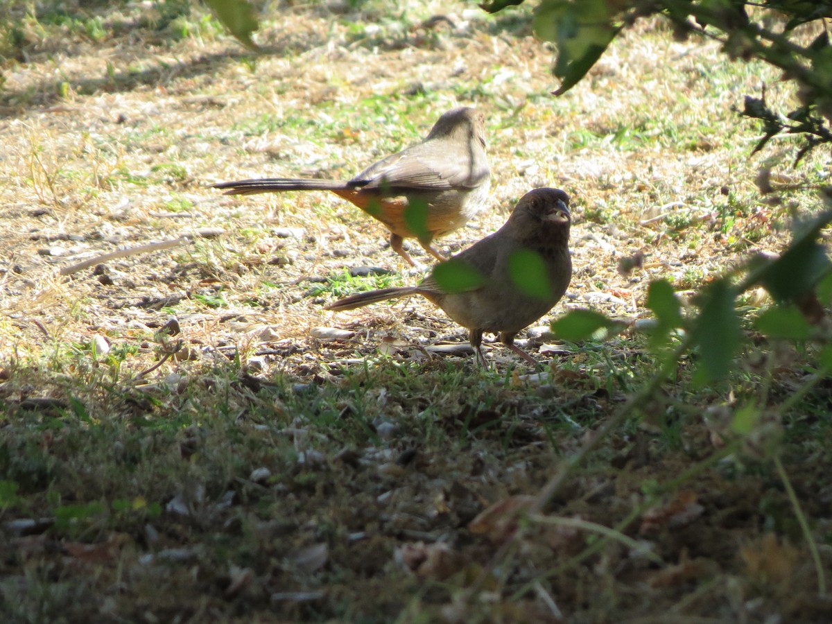 California Towhee - GLORIA GWYNNE