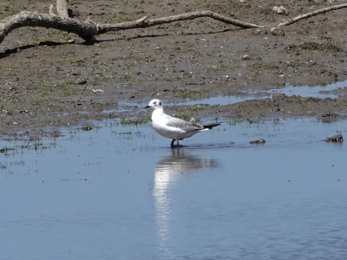 Bonaparte's Gull - Norman Uyeda