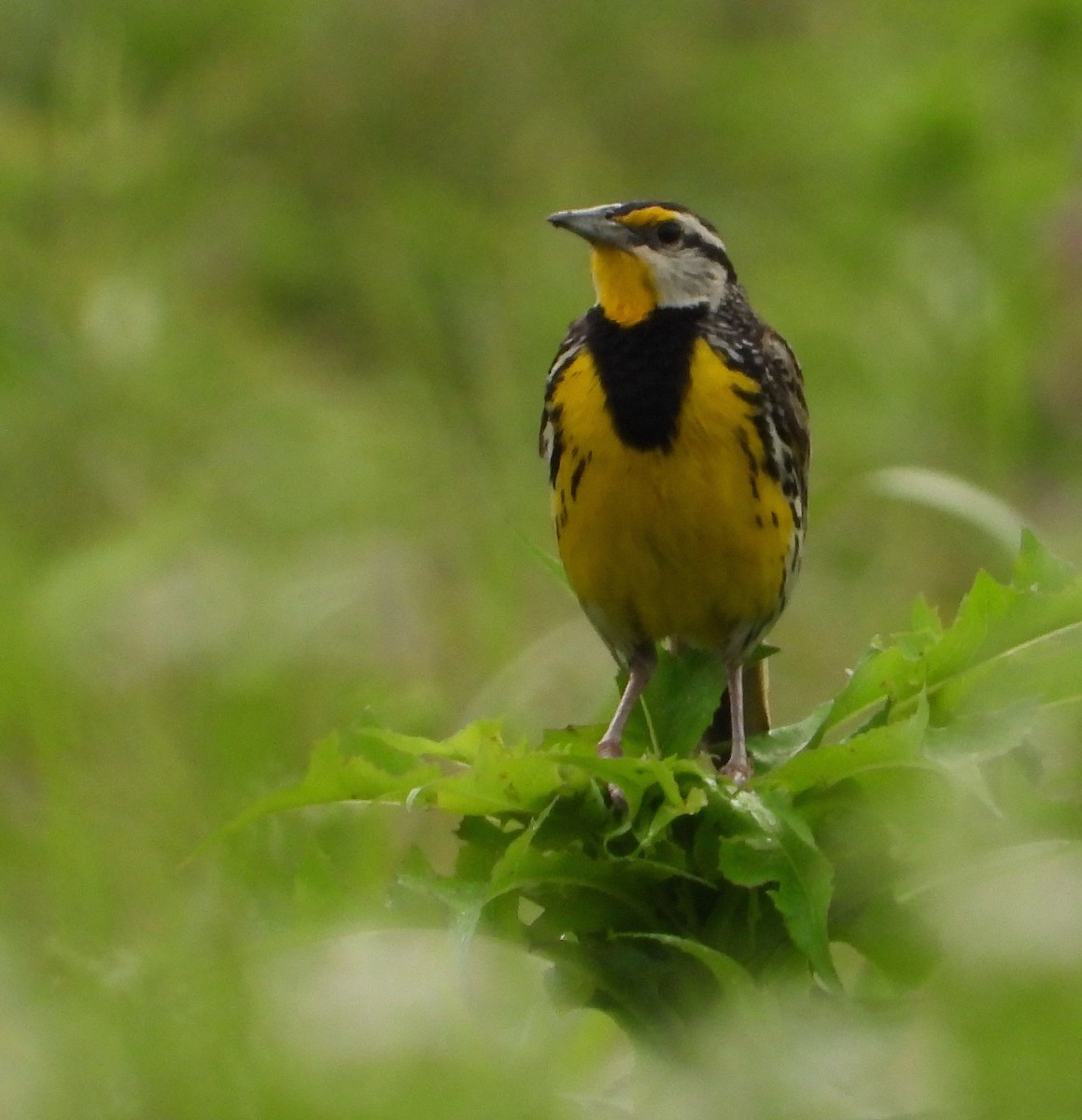 Eastern Meadowlark - Shirley Andrews