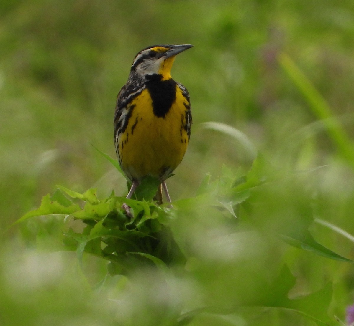 Eastern Meadowlark - Shirley Andrews