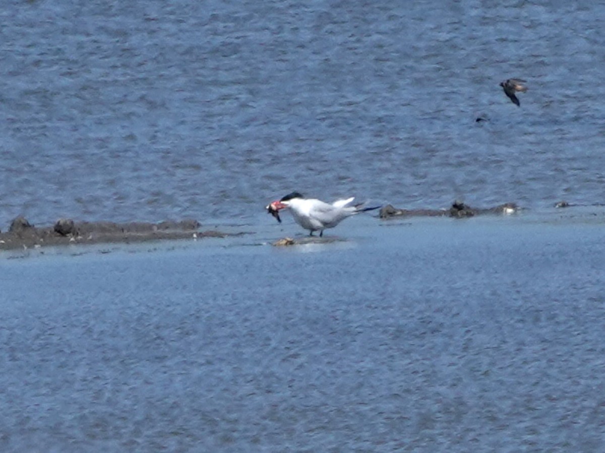 Caspian Tern - Norman Uyeda