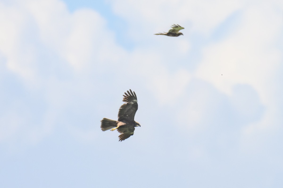 Western Marsh Harrier - Valery Treitsiak