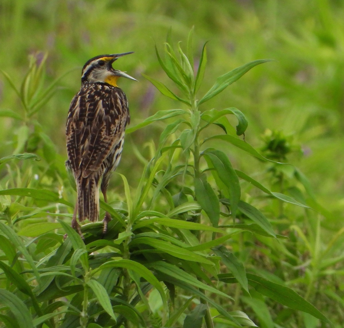 Eastern Meadowlark - Shirley Andrews