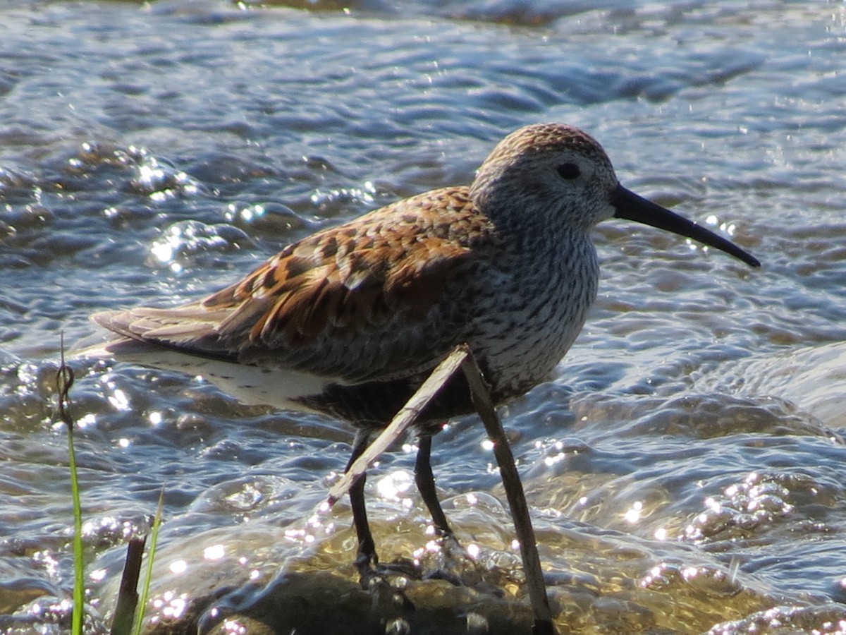 Dunlin - Rodolphe Dubois