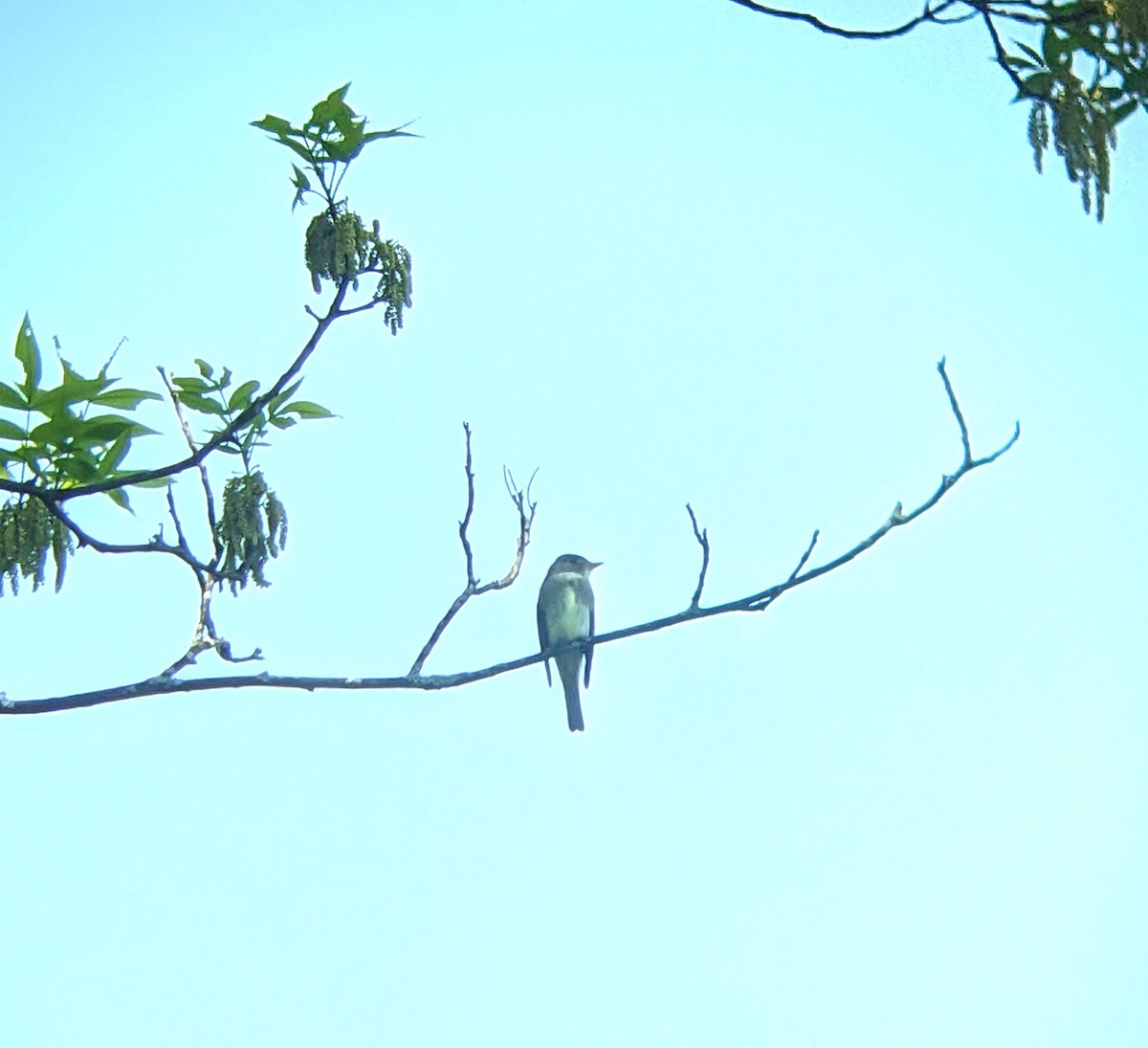 Eastern Wood-Pewee - Evgenia Ilinishnaya