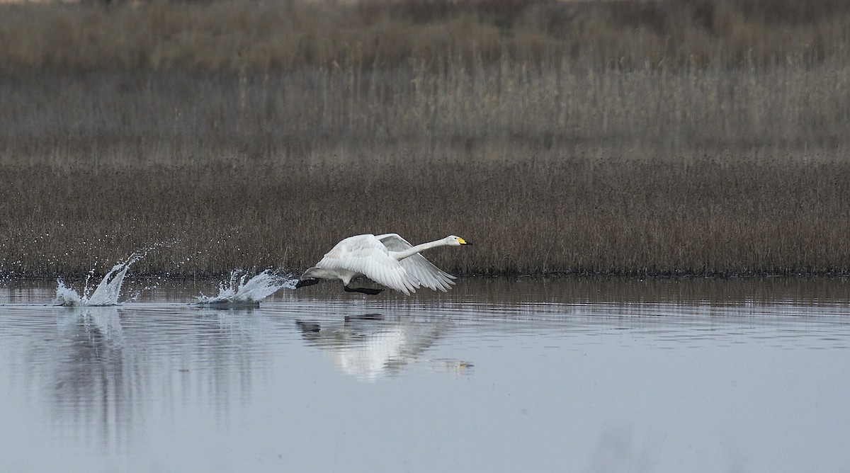 Whooper Swan - Oleksandr Nastachenko