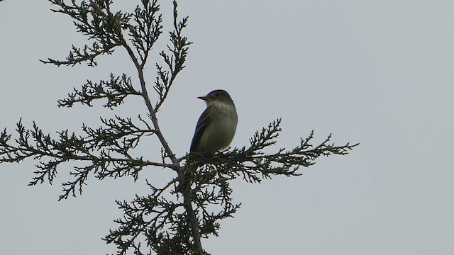 Willow Flycatcher - ML619497622