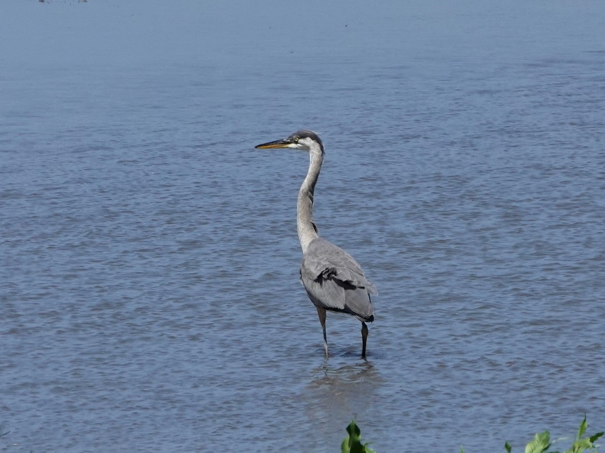 Great Blue Heron - Norman Uyeda