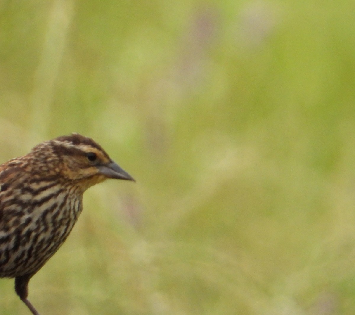 Red-winged Blackbird - Shirley Andrews