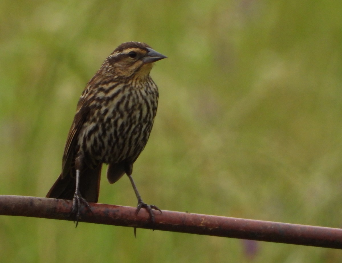 Red-winged Blackbird - Shirley Andrews