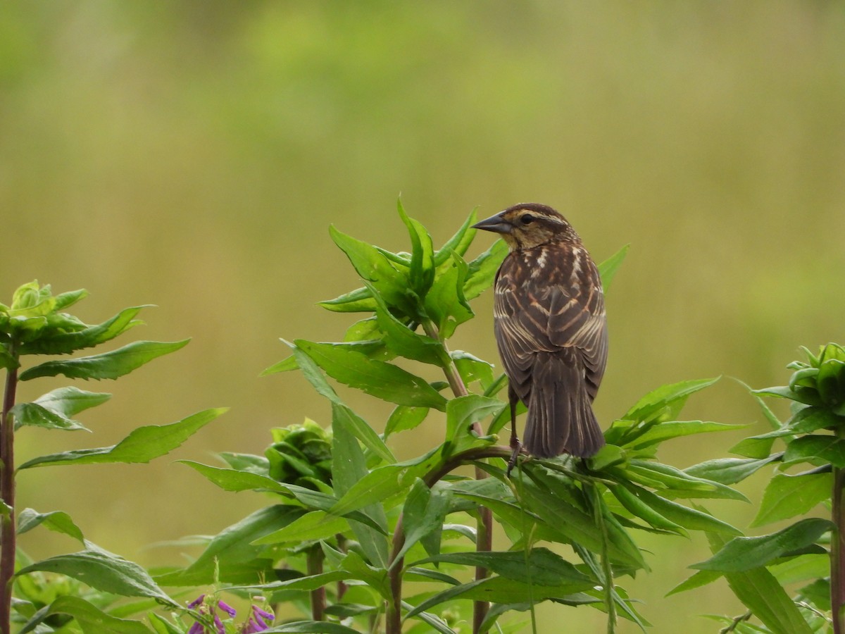 Red-winged Blackbird - Shirley Andrews