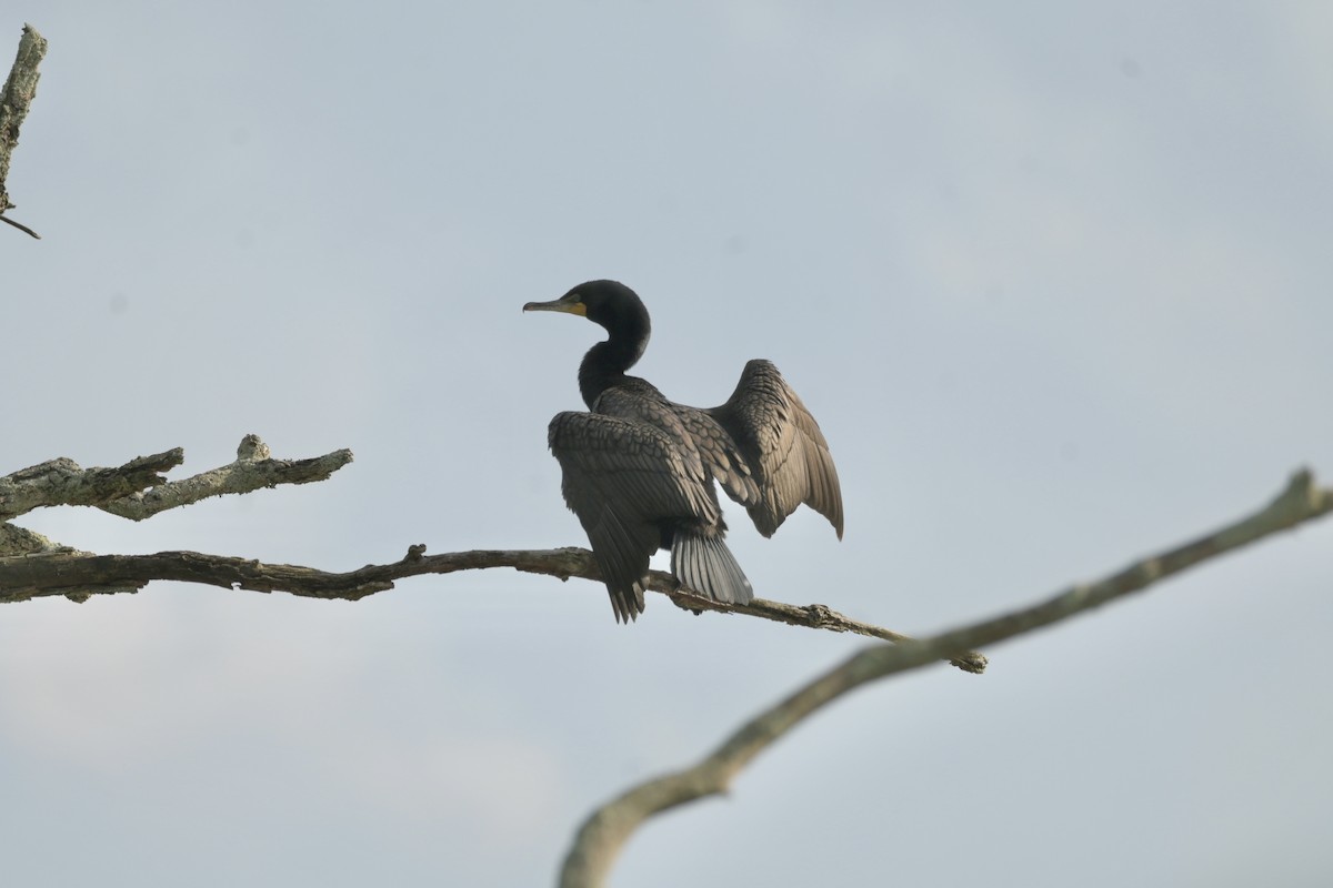 Double-crested Cormorant - Justin Riley