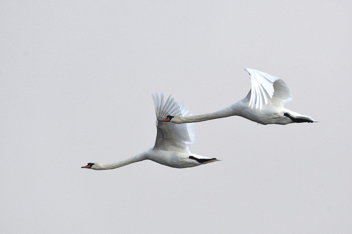 Mute Swan - Oleksandr Nastachenko