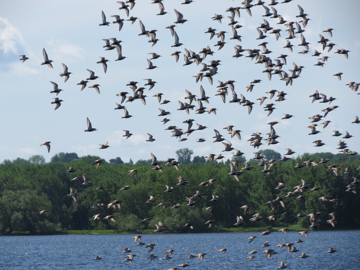 Dunlin - ML619497640