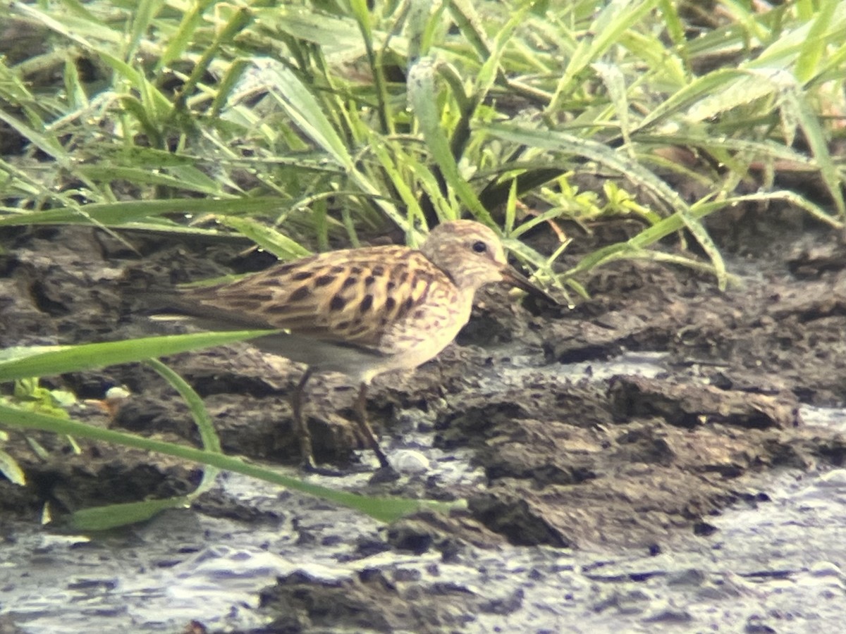 White-rumped Sandpiper - ML619497641