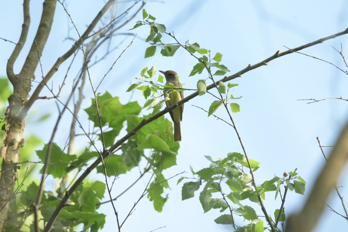 Great Crested Flycatcher - Justin Riley