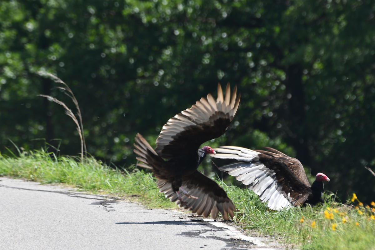 Turkey Vulture - Carmen Ricer