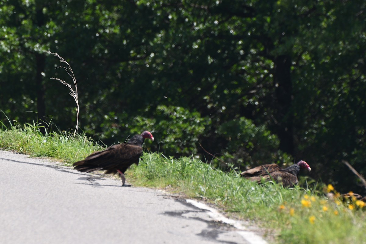 Turkey Vulture - ML619497655