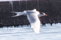 Forster's Tern - David Brown