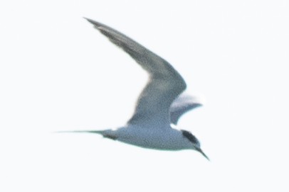 Forster's Tern - David Brown