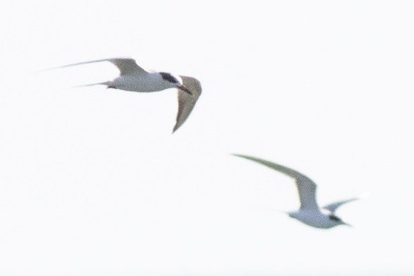 Forster's Tern - David Brown