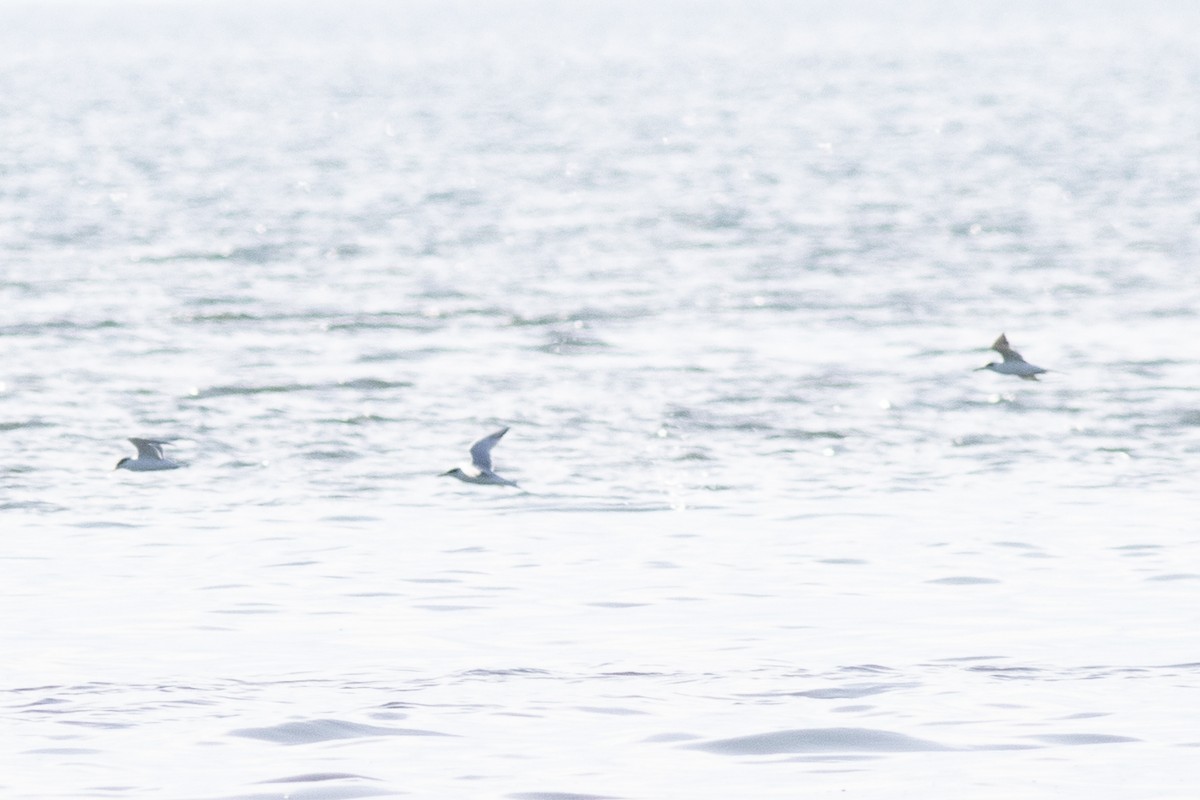 Forster's Tern - David Brown