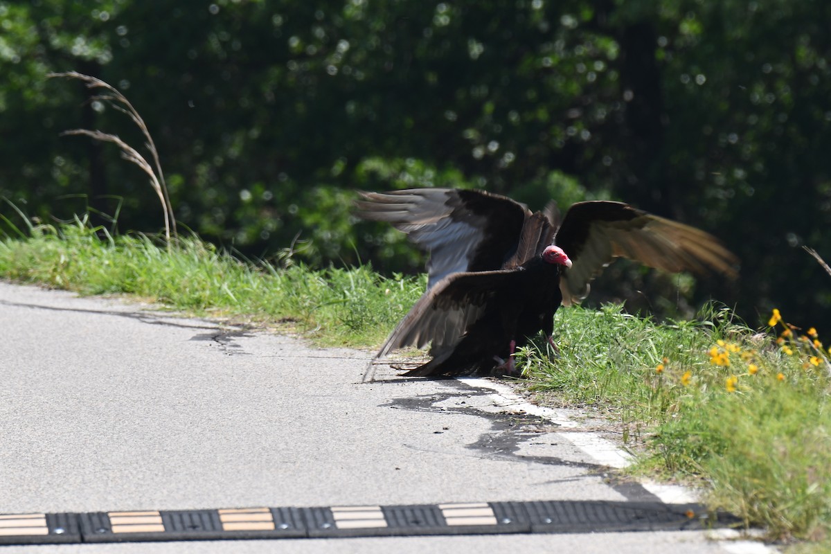 Turkey Vulture - Carmen Ricer