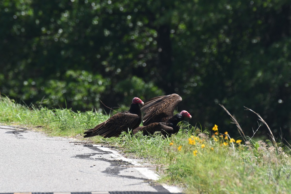 Turkey Vulture - Carmen Ricer