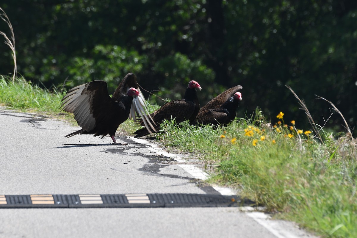 Turkey Vulture - Carmen Ricer